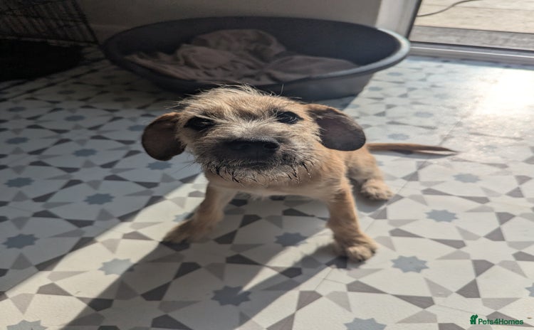 Mixed Breed dogs - Advert 10
