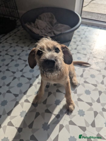 Mixed Breed dogs - Advert 4