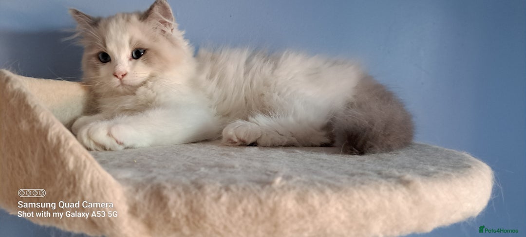 Ragdoll cats for sale: GCCF reg Ragdoll kittens  - Image 7