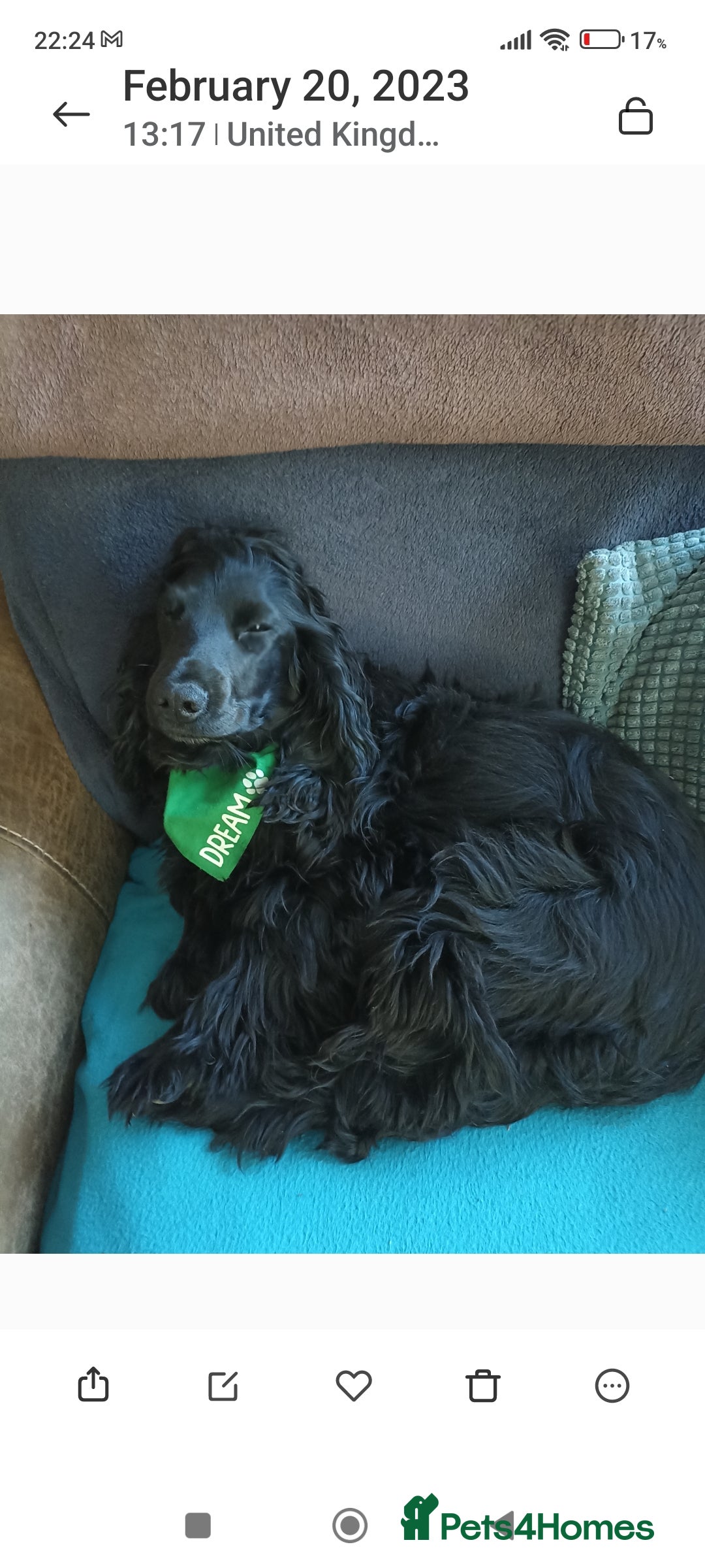 Cocker Spaniel dogs Sad sale - Advert 1