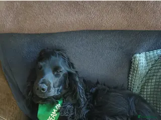 Cocker Spaniel dogs Sad sale - Advert 1