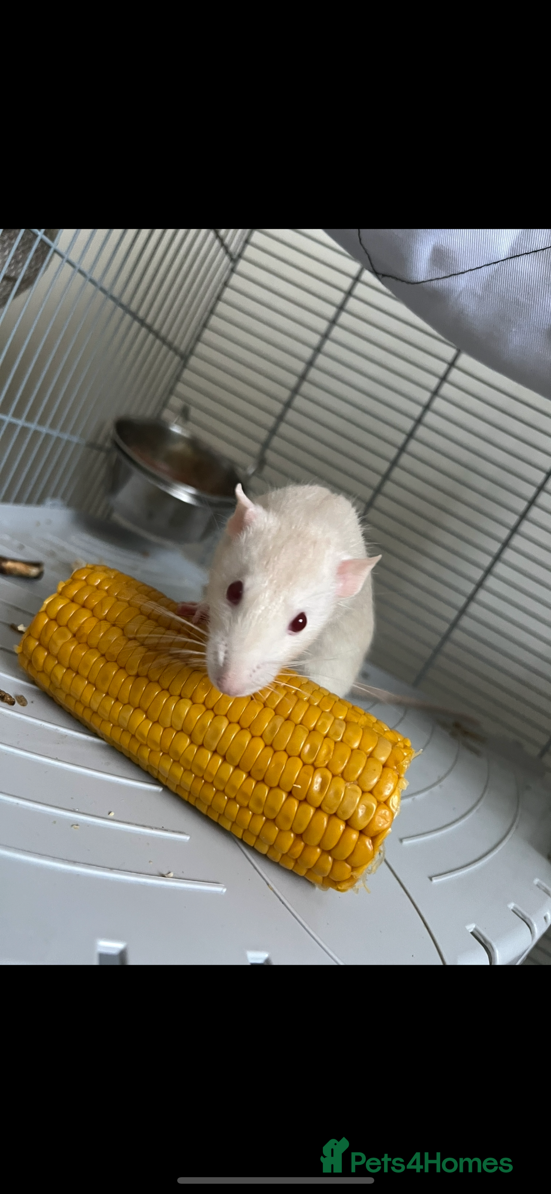 Rat rodents for sale:  2 FEMALE Rats- need Patient & Confident Owner - Advert 1