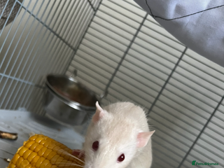 Rat rodents for sale: 2 FEMALE Rats- need Patient & Confident Owner - Advert 1