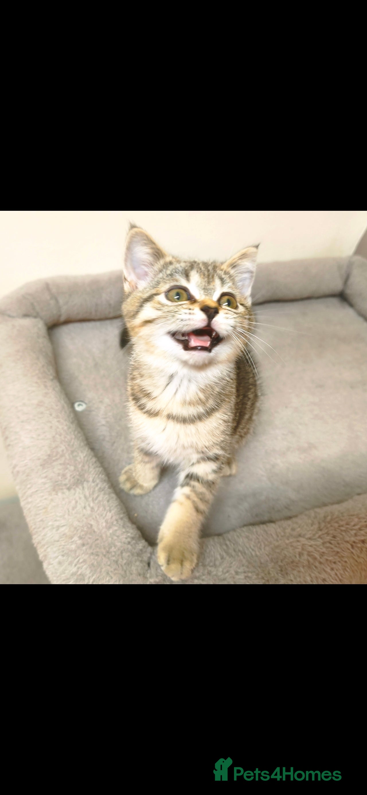 British Shorthair cats British Shorthair Kittens Full Pedigree Parents  - Advert 14