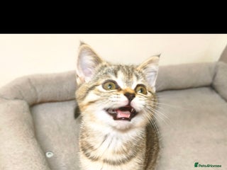 British Shorthair cats British Shorthair Kittens Full Pedigree Parents - Advert 17