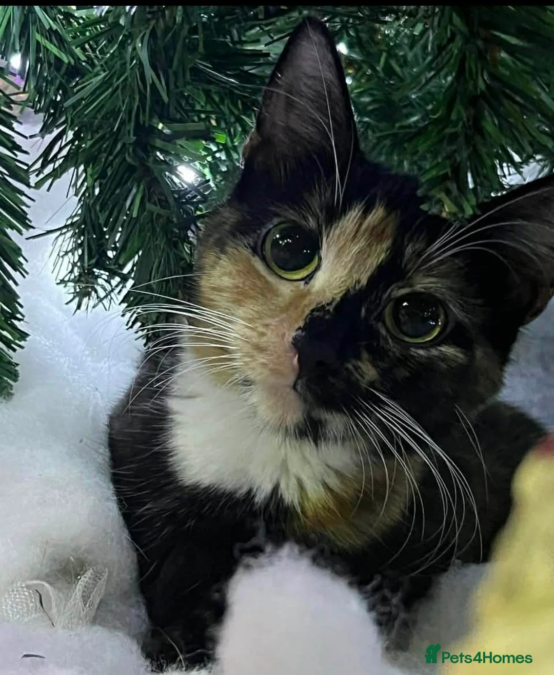 Domestic Shorthair cats for sale: female tortoiseshell cat - Advert 4