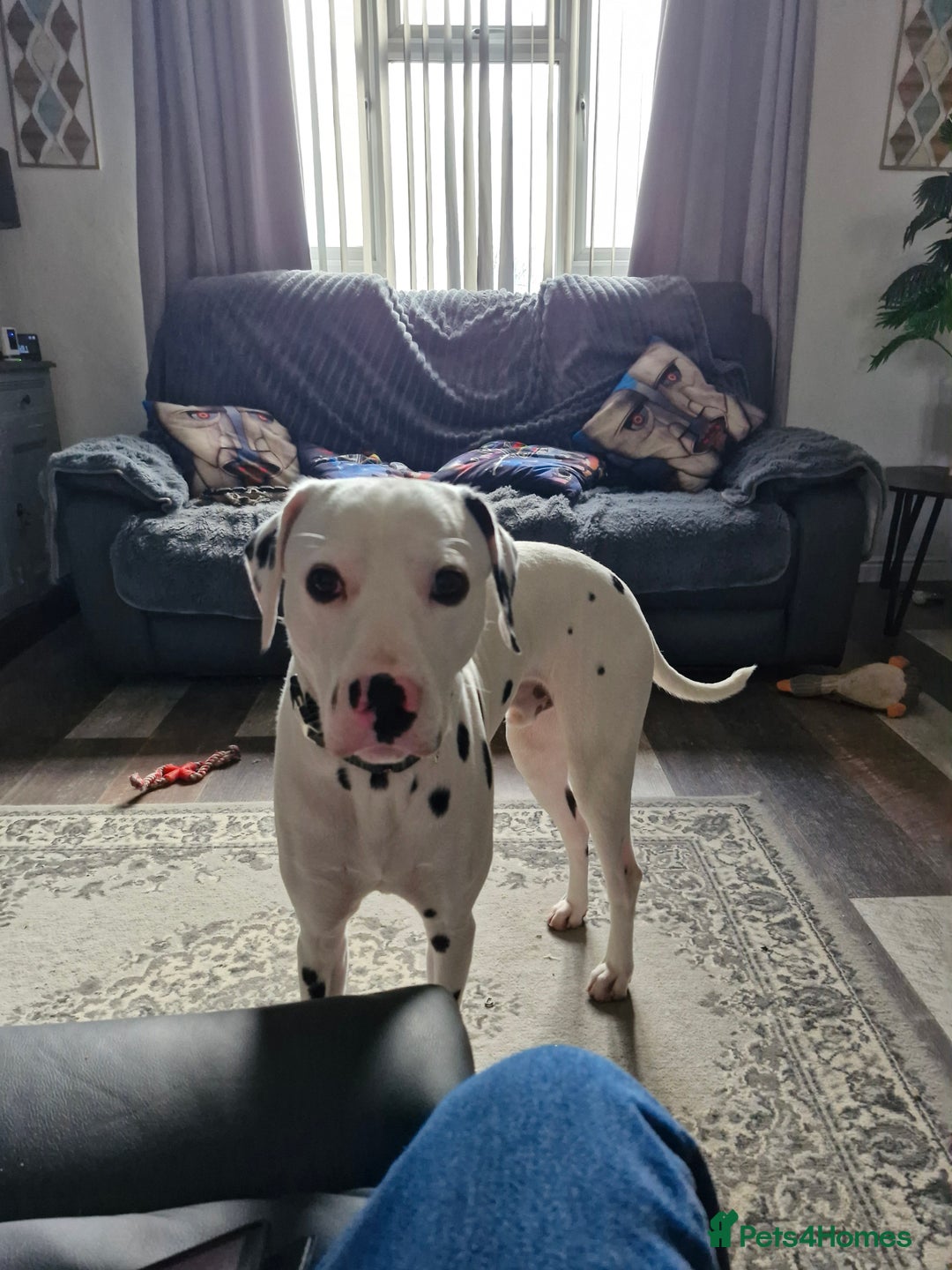 Dalmatian dogs for sale: 12 month dalmation needs a new home - Advert 8