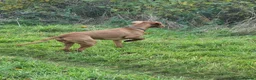 Hungarian Vizsla dogs for stud: Rummy the Vizsla- Available for Stud FREE!! in Middlesbrough - Advert 18