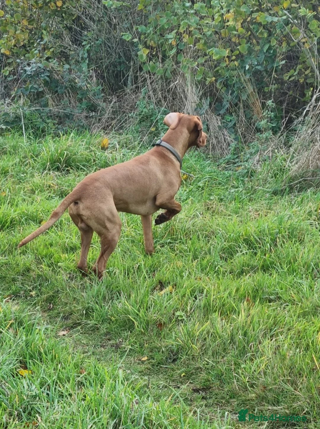Hungarian Vizsla dogs for stud: Rummy the Vizsla- Available for Stud FREE!! in Middlesbrough - Advert 18