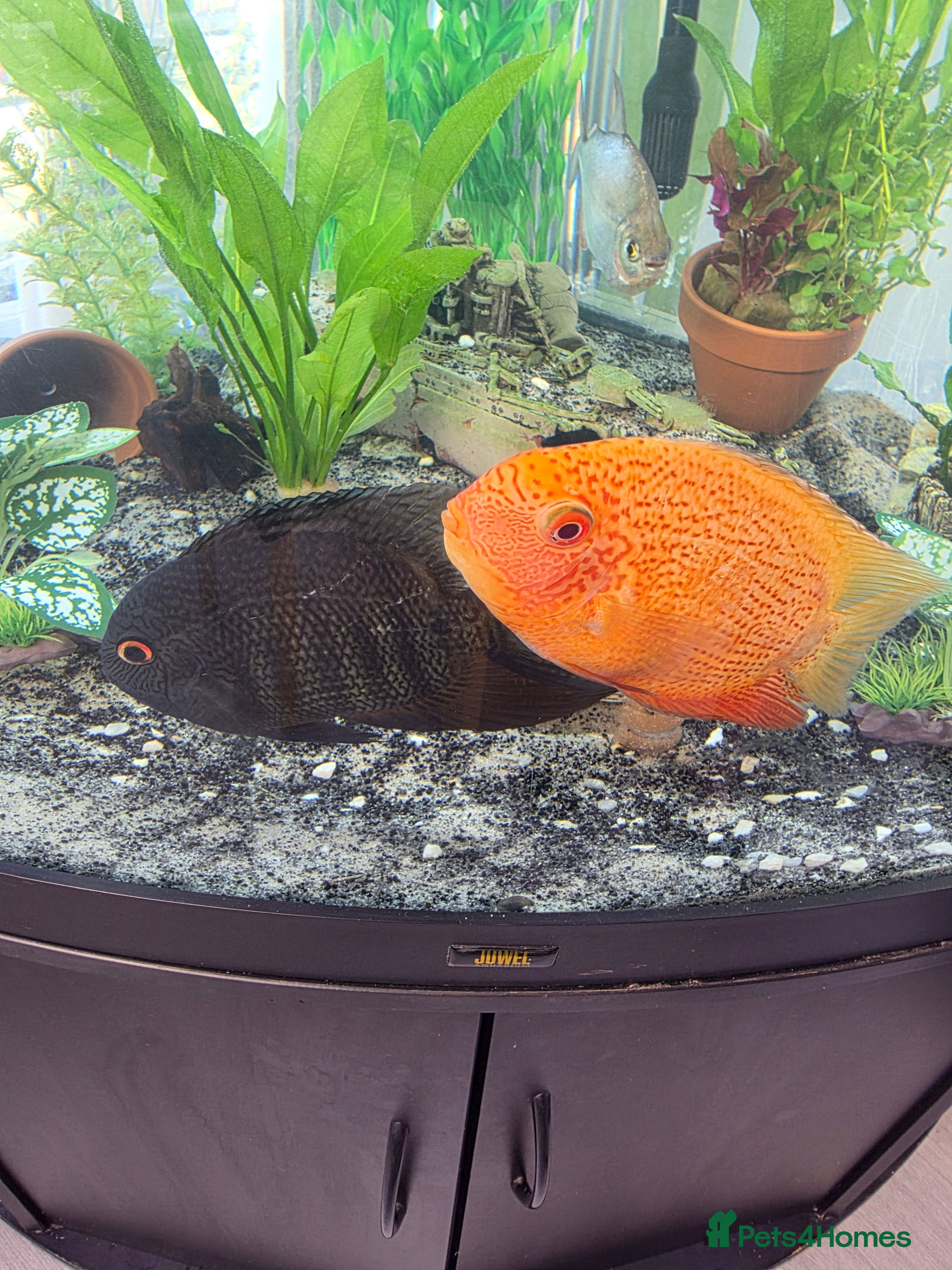 Other/Mixed Breed fish 2 large severums 1 golden 1 green  - Advert 1