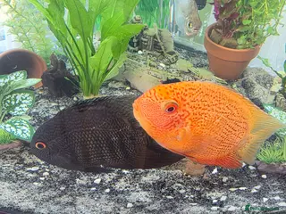 Other/Mixed Breed fish 2 large severums 1 golden 1 green - Advert 1