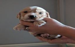 Cocker Spaniel dogs for sale: Golden and red working cocker spaniels  - Image 3