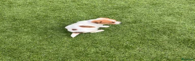 Jack Russell Puppy 6