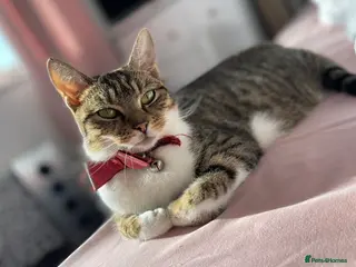 Mixed Breed cats BEAUTIFUL KITTENS LOOKING FOR LOVING HOMES!❤️ - Advert 5