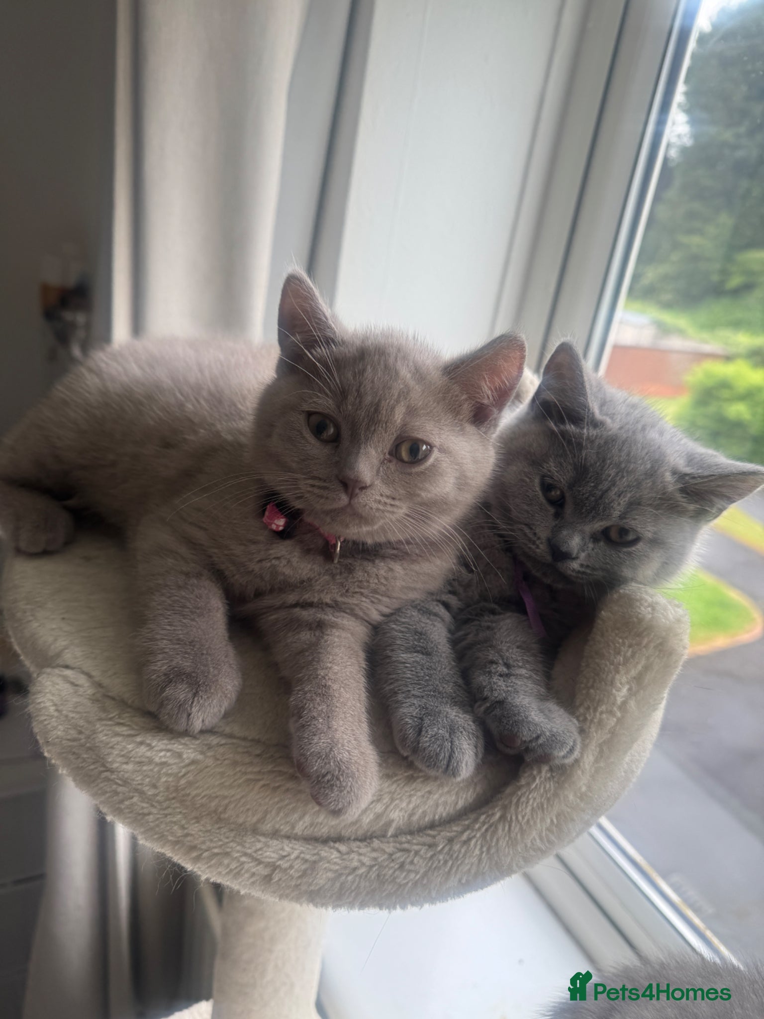 British Shorthair cats for sale: Beautiful British shorthair kittens  - Advert 4