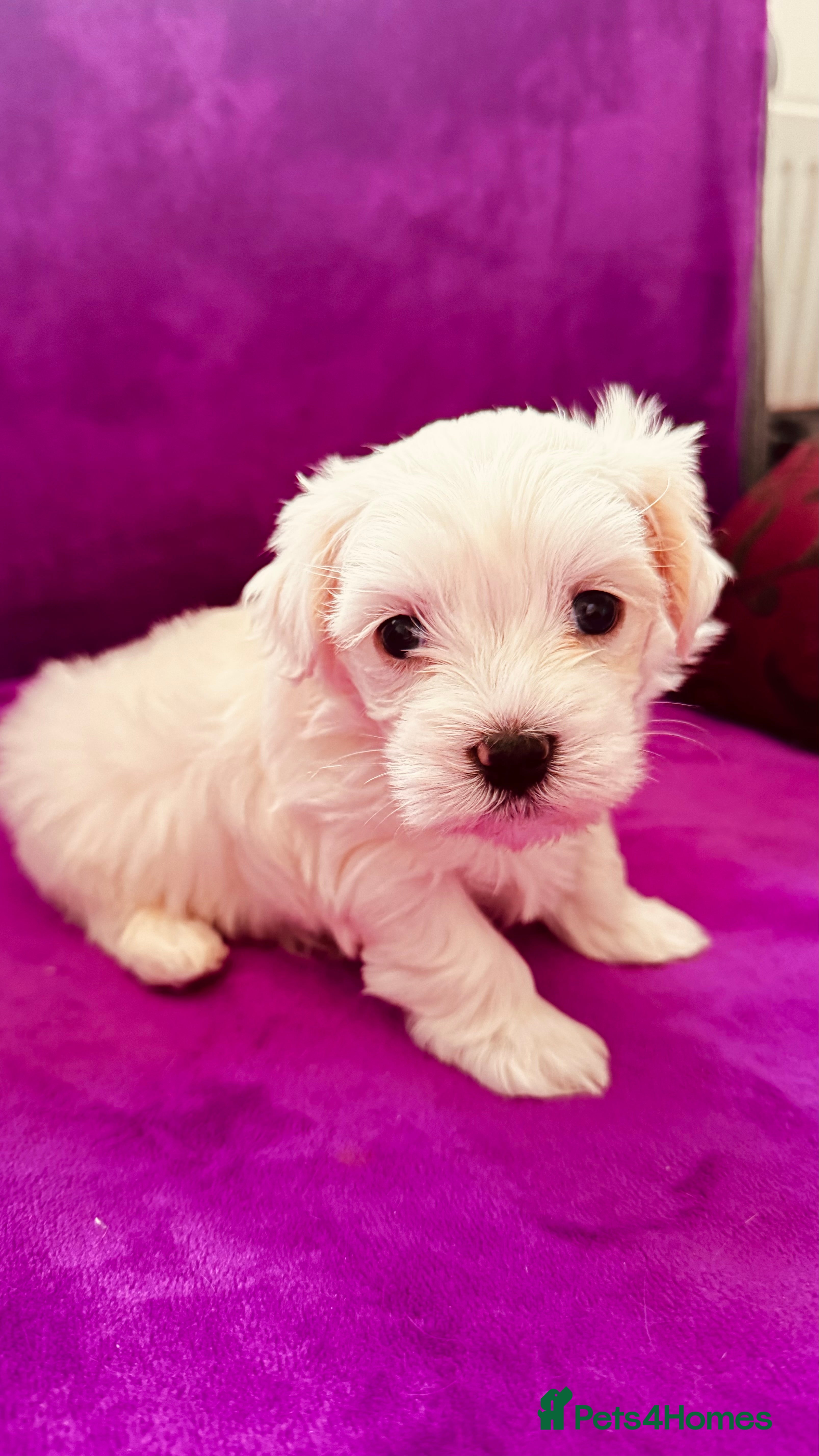 Maltese dogs Kc registered mini Maltese girls  - Advert 2