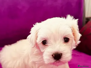 Maltese dogs Kc registered mini Maltese girls - Advert 2