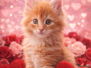 Maine Coon cats Stunning MaineCoon Kittens 😍 - Advert 6