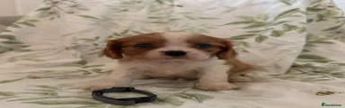 Cavalier King Charles Spaniel 3