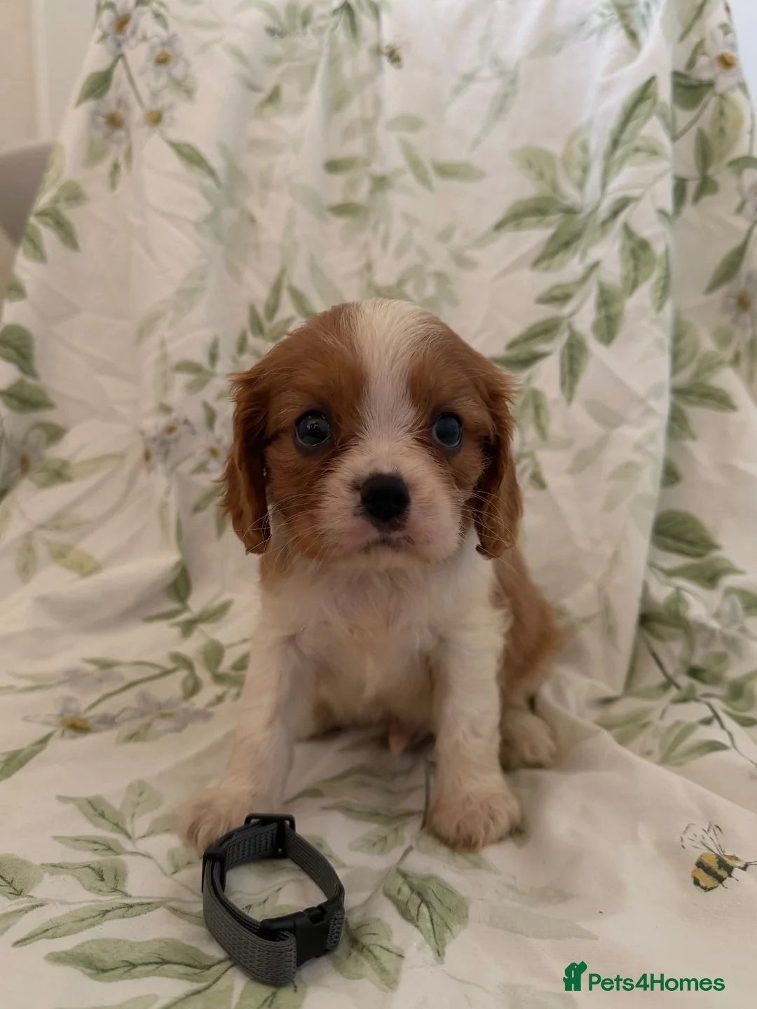Cavalier King Charles Spaniel dogs for sale: Stunning litter cavalier King Charles  - Advert 4