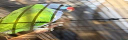 Parakeets birds for sale: Eastern Rosella in Wigan - Advert 2