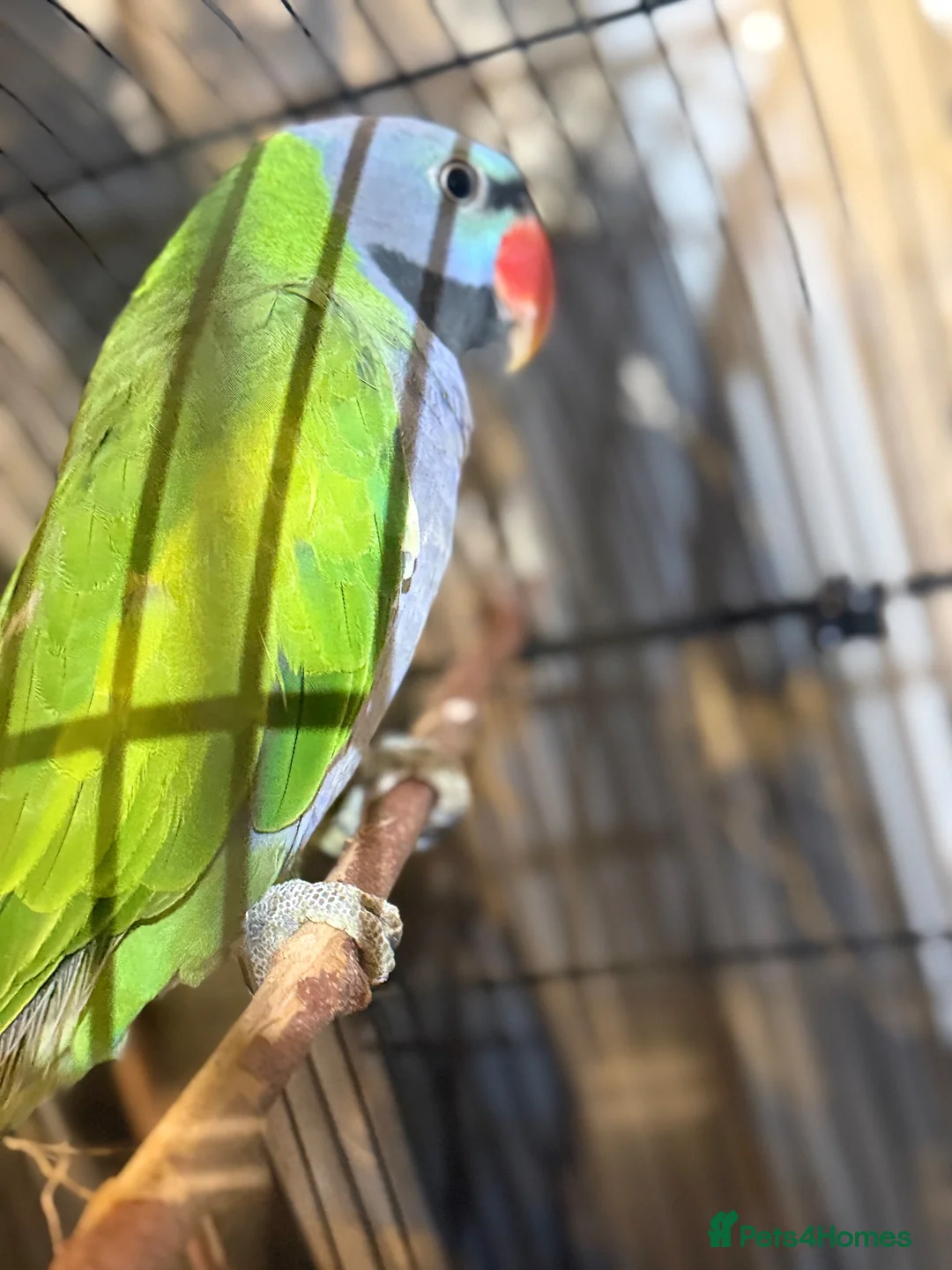 Parakeets birds for sale: Eastern Rosella in Wigan - Advert 2
