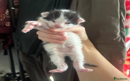 Mixed Breed cats for sale: Beautiful Black & White Kittens - Advert 3