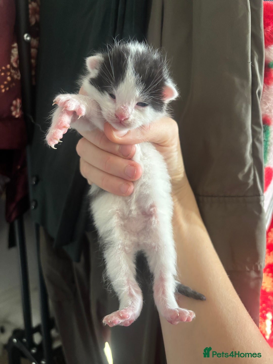 Mixed Breed cats for sale: Beautiful Black & White Kittens - Advert 3