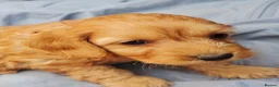 Cockapoo dogs for sale: Miniature cockapoo puppies  - Advert 26