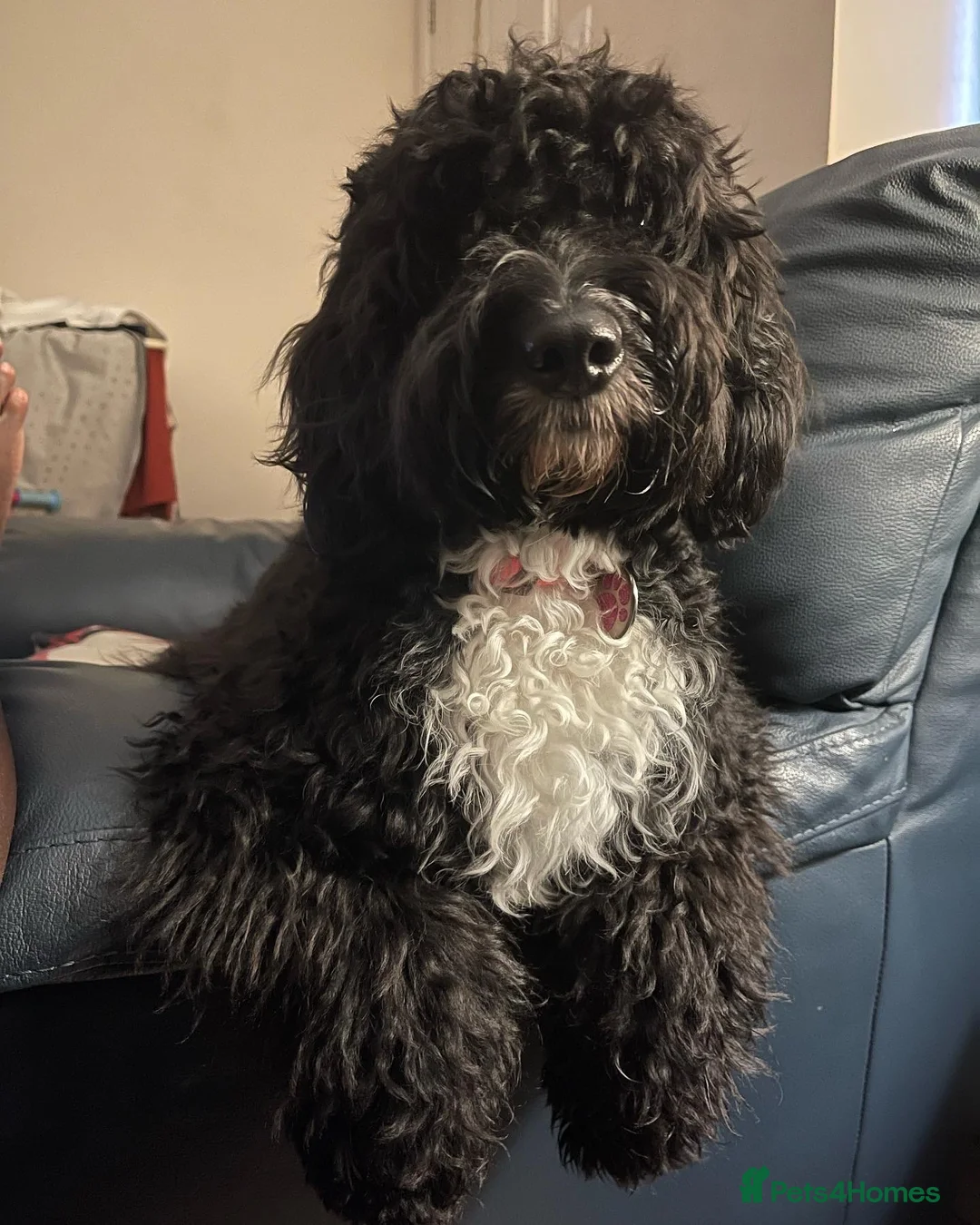 Cockapoo dogs for sale: Maya cockapoo - Advert 2