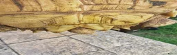 Tortoise reptiles for sale: Sulcata tortoise female  in Hastings - Advert 6