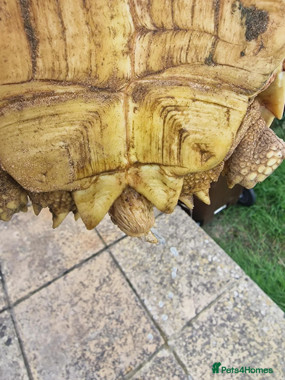 Tortoise reptiles for sale: Sulcata tortoise female  in Hastings - Advert 6