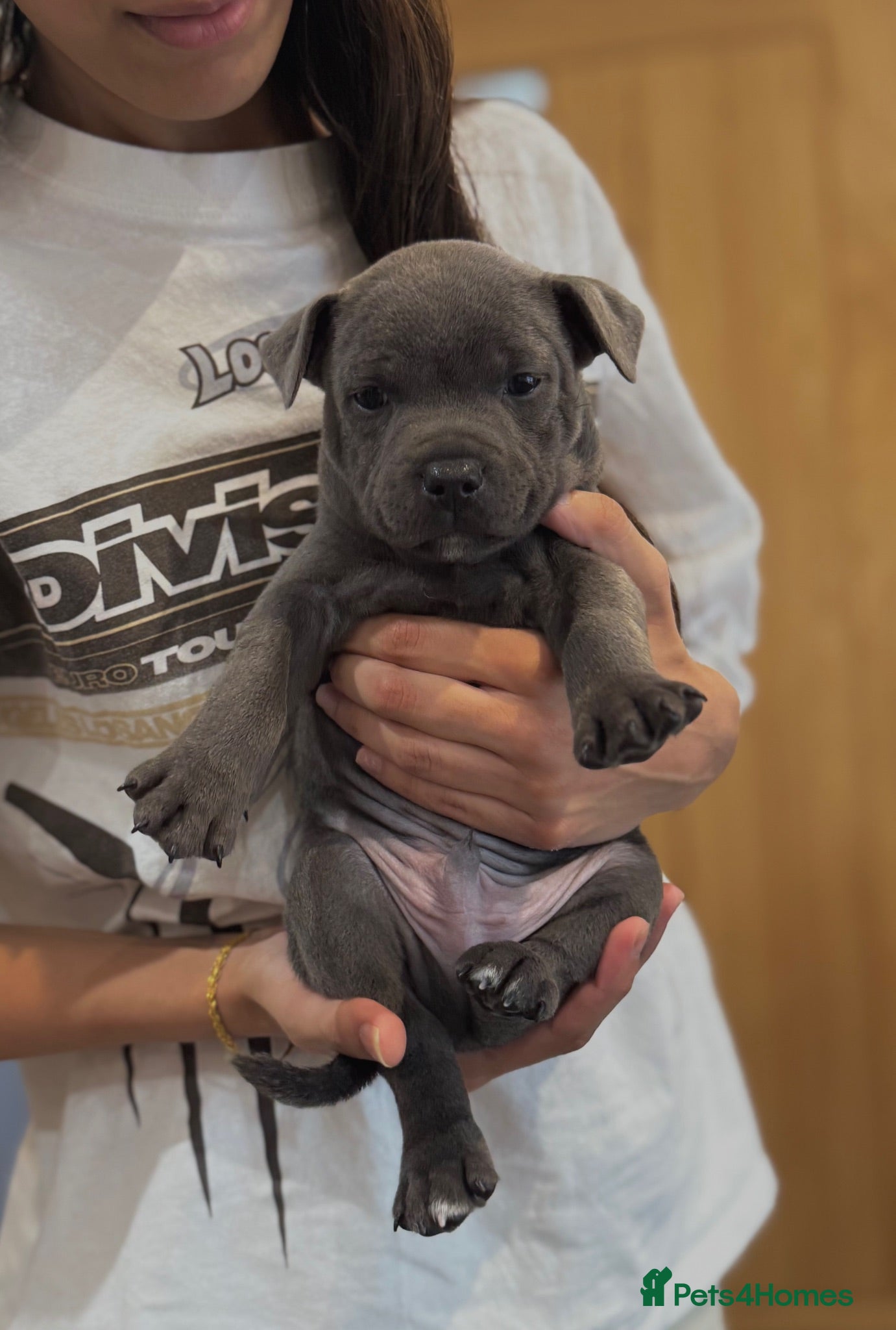 Staffordshire Bull Terrier dogs Health Tested KC Staffordshire Bull Terriers - Advert 1