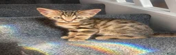 Bengal cats for sale: 🐾Stunning Bengal Kittens ready for Loving Homes🐾 - Advert 9