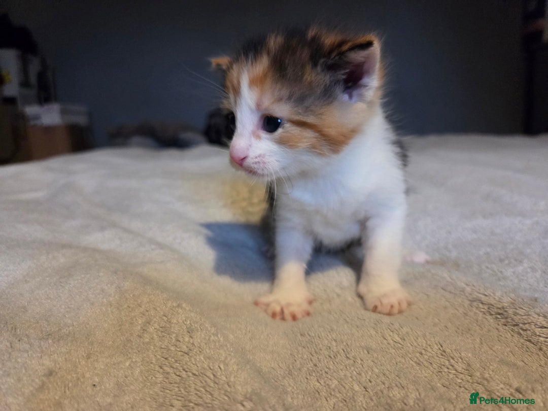 Mixed Breed cats for sale: Stunning kittens available Leicestershire  - Image 8