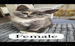 Persian cats for sale: Persian x British shorthair kittens (3 months old) - Image 4