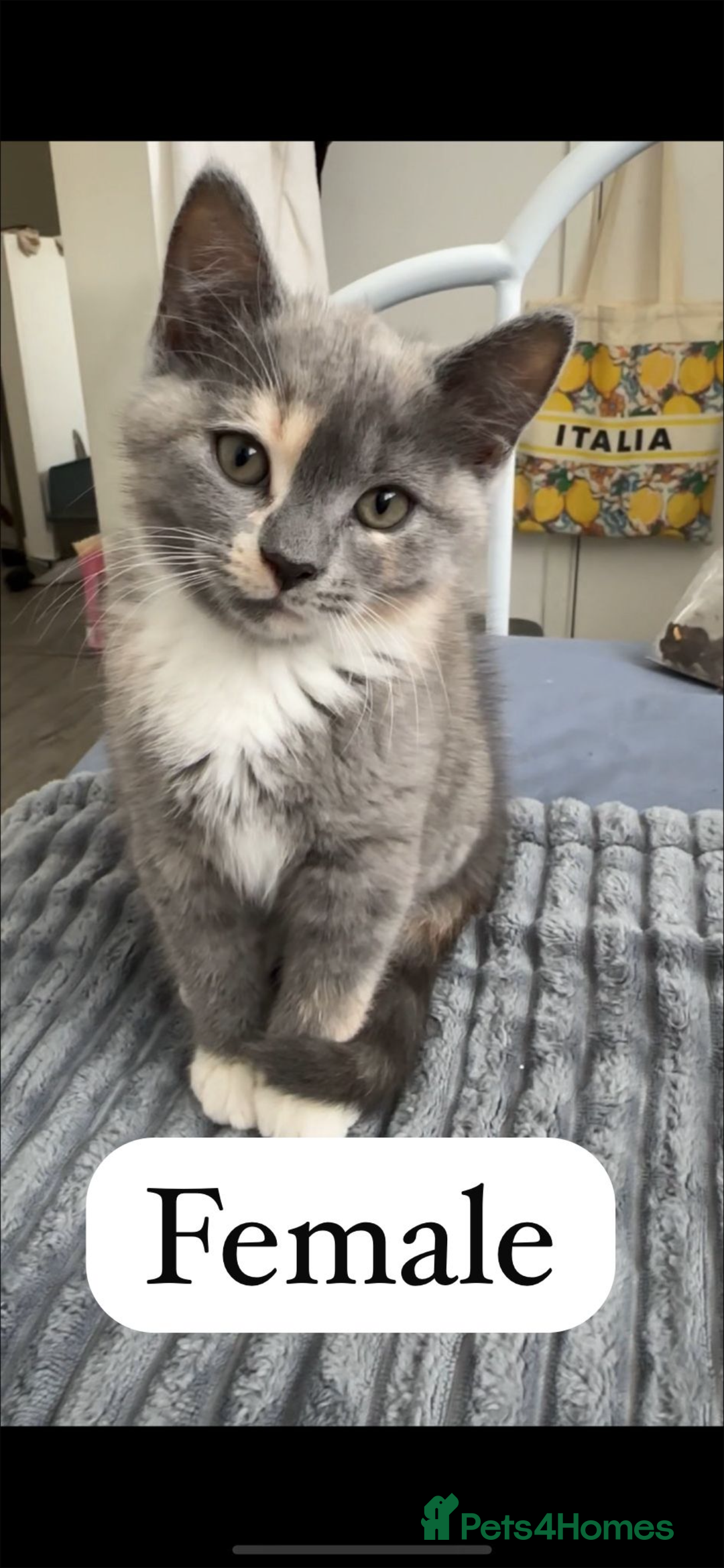 Persian cats for sale: Persian x British shorthair kittens (3 months old) - Image 4