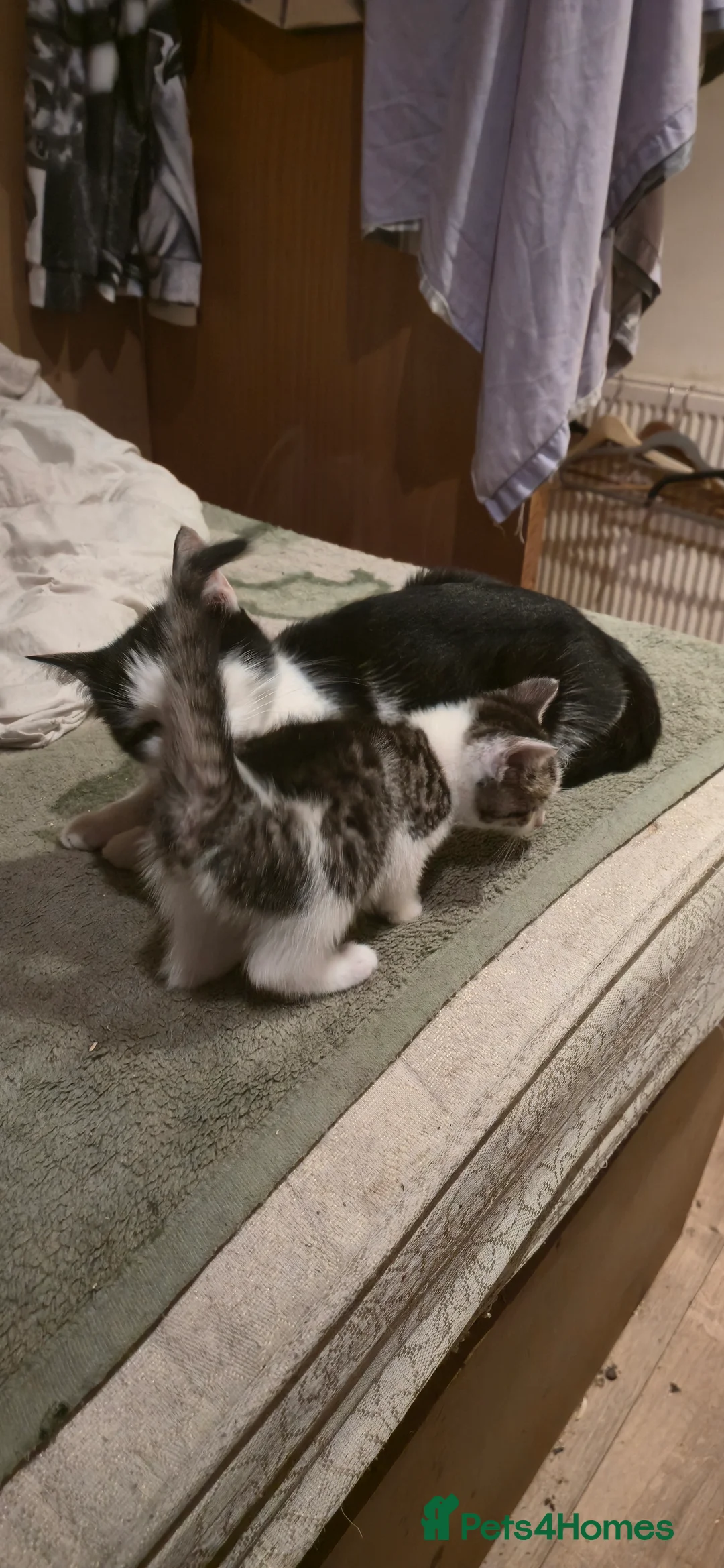 Domestic Shorthair cats for sale: hello 6 beautiful kittens ready for 14th of March. - Advert 1