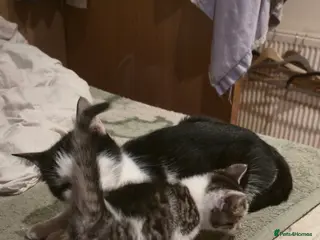 Domestic Shorthair cats hello 6 beautiful kittens ready for 14th of March. - Advert 5