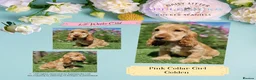 Cocker Spaniel dogs for sale: Pedigree Golden Cocker Spaniel pups - Advert 5