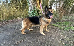 German Shepherd dogs for sale: Pure German shepherd bitch  - Image 3
