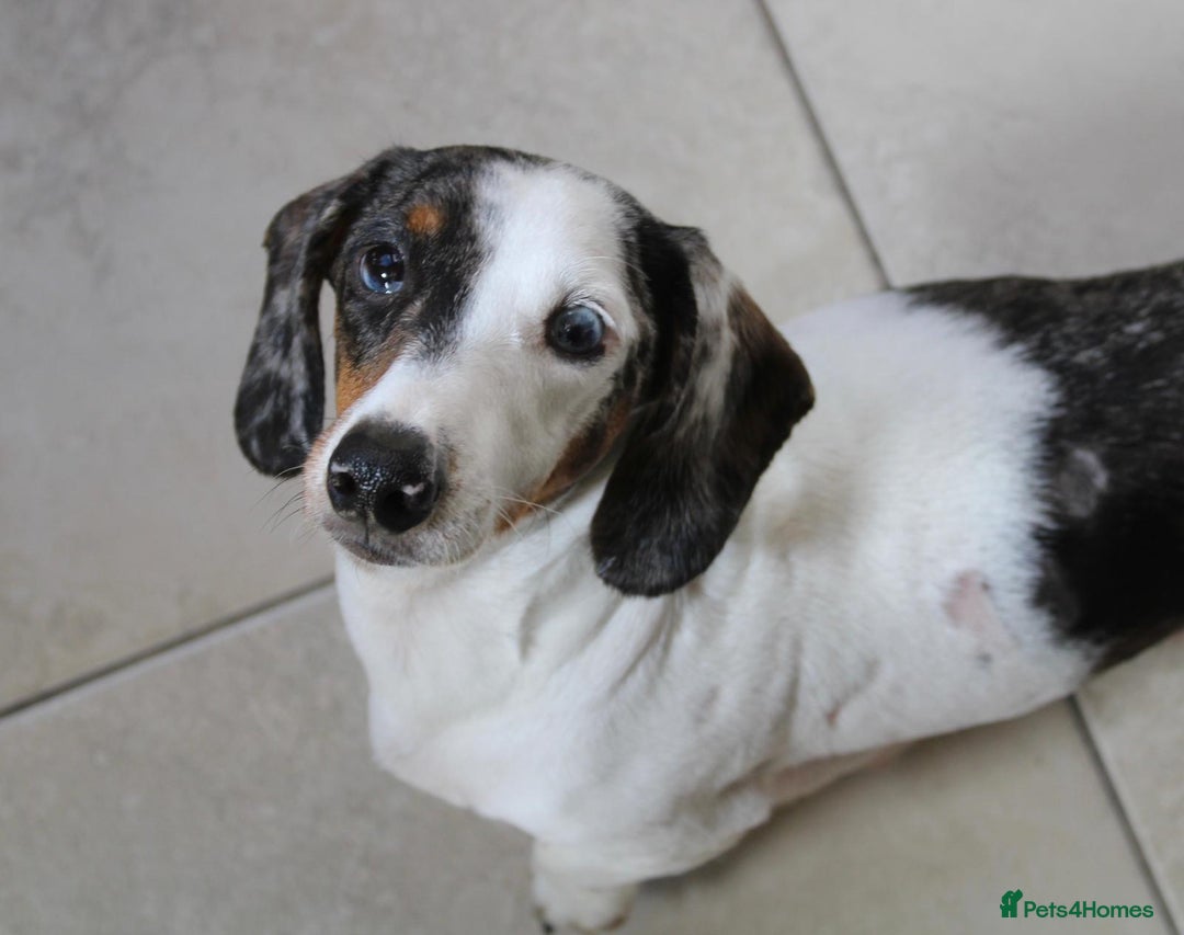 Dachshund dogs for sale: Miniature Dachshund Puppies for Sale - Image 8