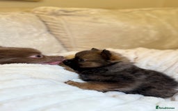 Pomeranian dogs for sale: 🐾 KC Registered Pomeranian Puppies 🐾 - Image 34