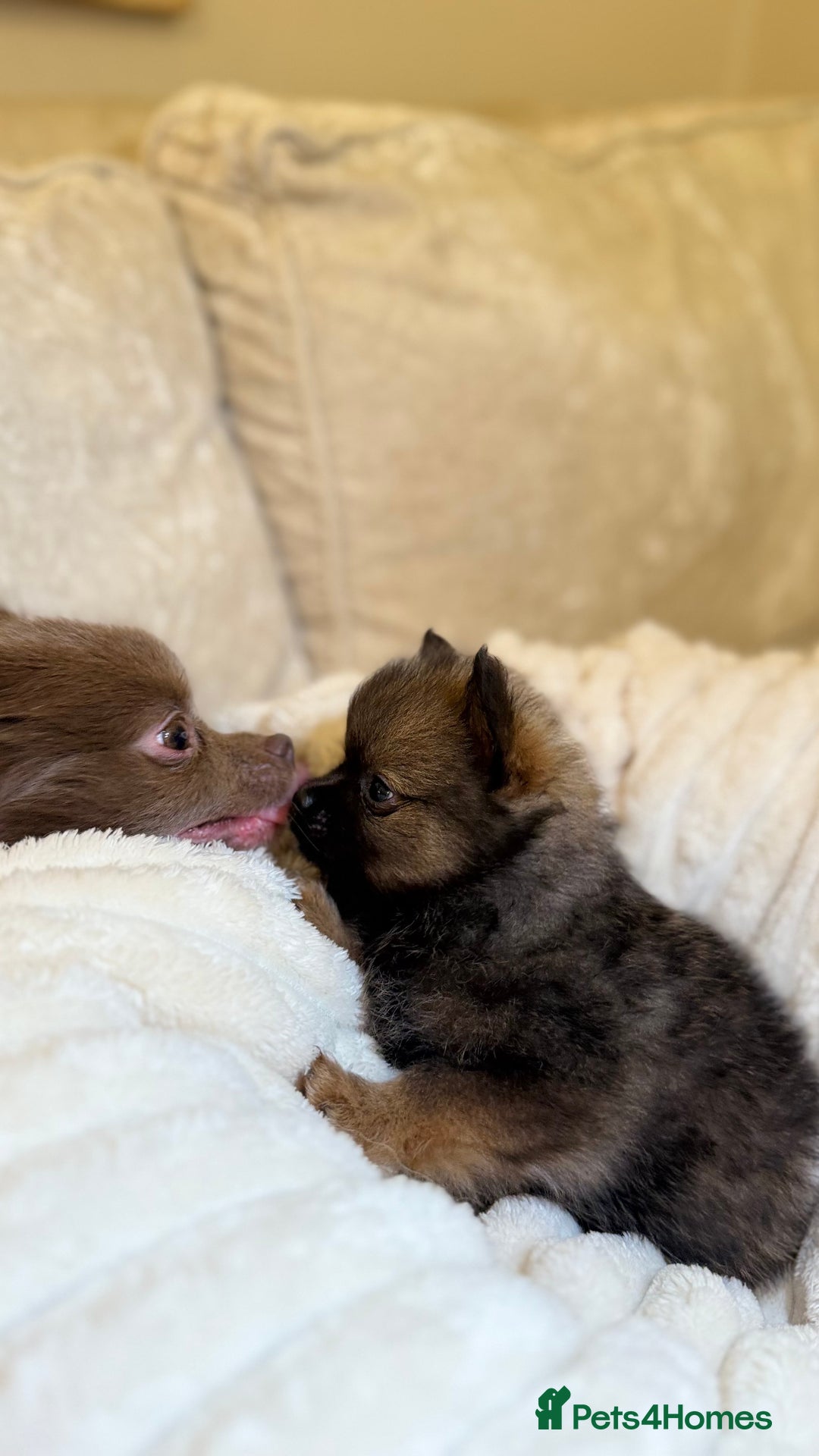 Pomeranian dogs for sale: 🐾 KC Registered Pomeranian Puppies 🐾 - Image 34