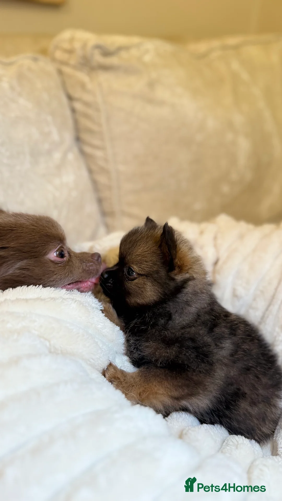 Pomeranian dogs for sale: 🐾 100% Pomeranian Puppies 🐾 - Advert 34