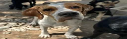 Pointer dogs for adoption: Remi (English Pointer) in Bedford - Advert 15