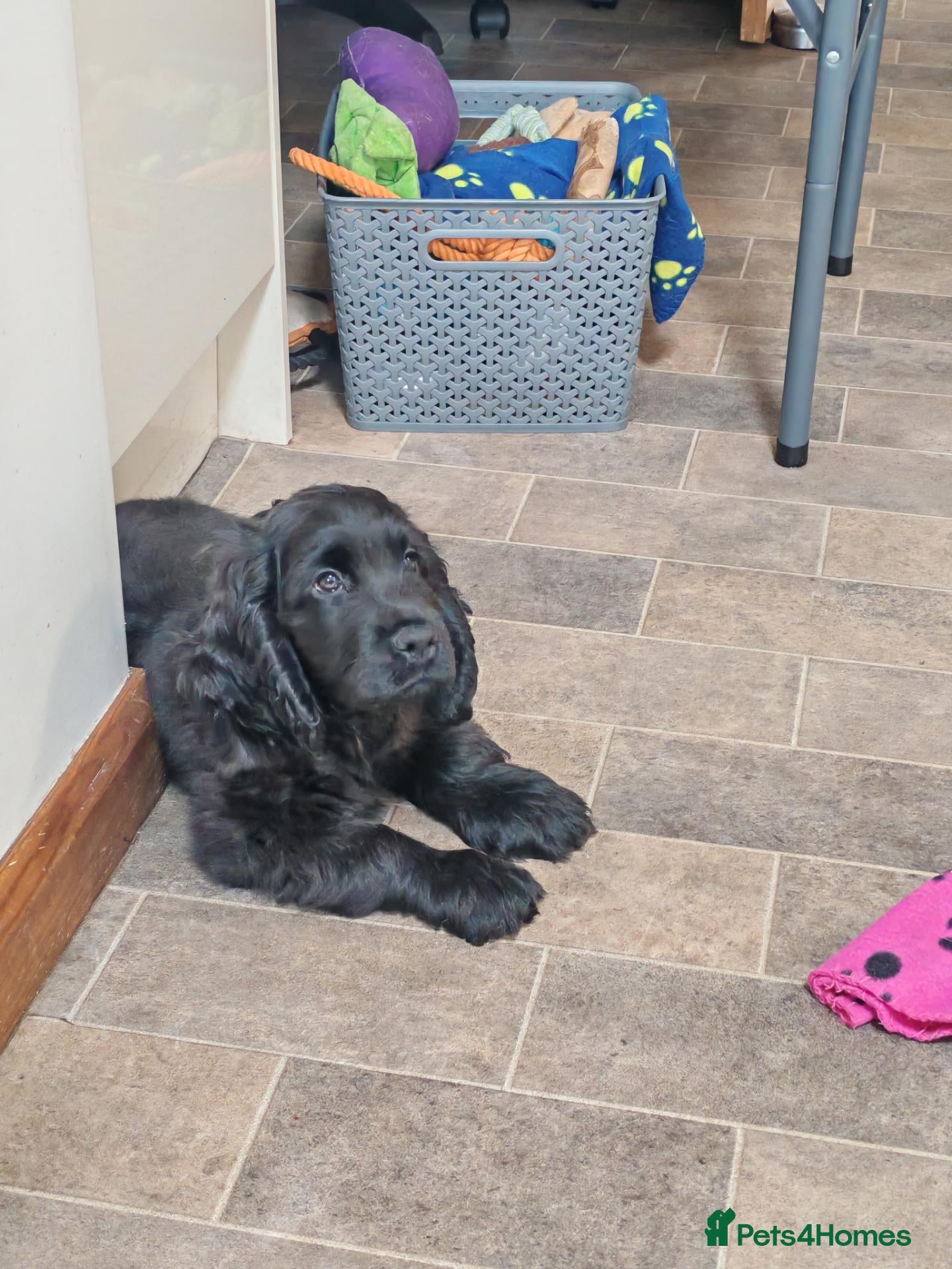 Cocker Spaniel dogs My last handsome boy. - Advert 3
