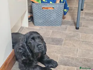 Cocker Spaniel dogs My last handsome boy. - Advert 3