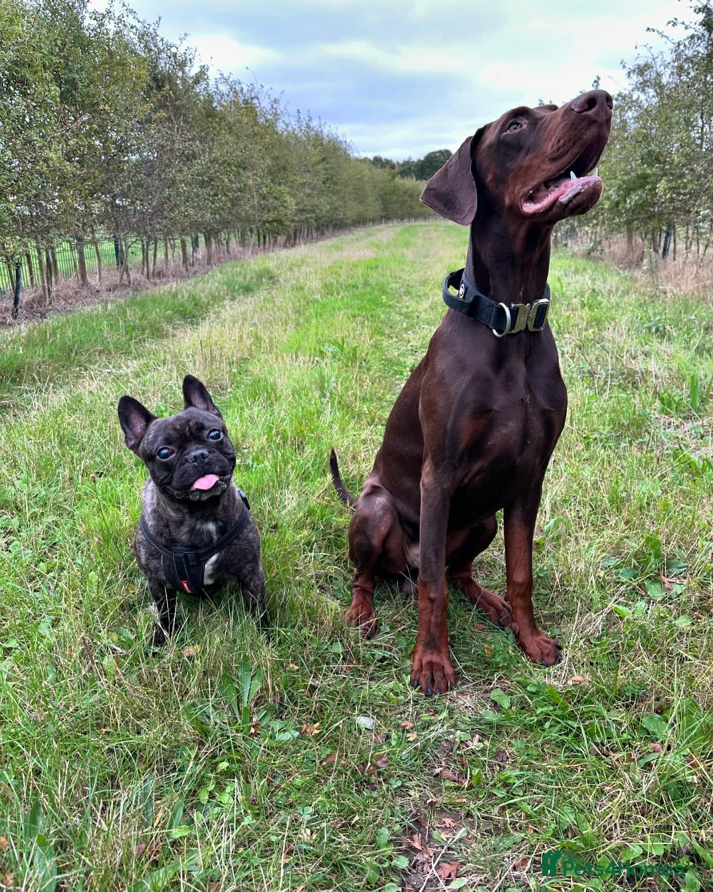 Dobermann dogs Selling my adult dogs  - Advert 2