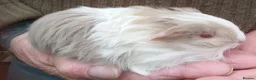 Guinea Pig rodents for sale: Long coated Sheltie  - Advert 6